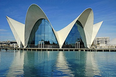 Aquarium, L`Oceanografic, City of arts and sciences, Ciudad de las Artes y las Ciencias, Valencia, Spain