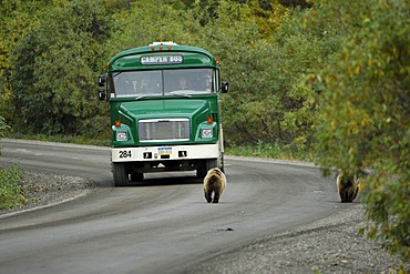 Camperbus and Grizzlybaers (Ursus arctos) to meet on the Parkroad , Denali Nationalpark Alaska USA