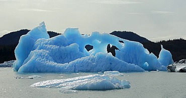 Floating blue Iceberg Prince William Sound Gulf of Alaska USA