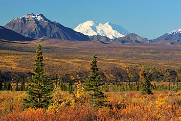 Autumn in Denali Nationalpark Alaska , USA