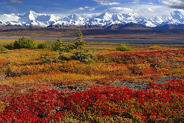 Autumn in Denali Nationalpark Alaska USA