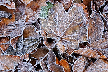 Beech, maple leaves, frosted