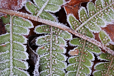 Common Polypody (Polypodium vulgare), frosted