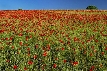 Corn poppy (Papaver rhoeas), meadow