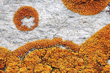 Lichen (Caloplaca spec) on a stone wall