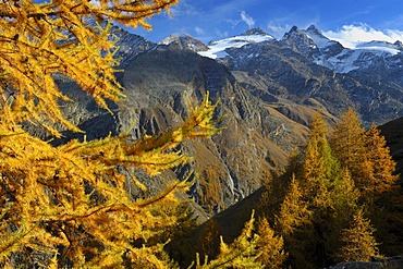 Autumnal larch (Larix decidua), National Park Gran Paradiso, Italy