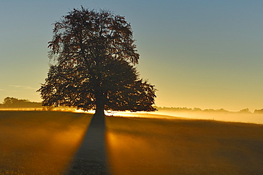 Common Beech (Fagus sylvatica) at sunrise