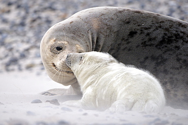 Grey Seal (Halichoerus grypus), female with young in sandstorm