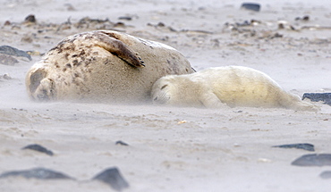 Grey Seal (Halichoerus grypus), female and young in sandstorm