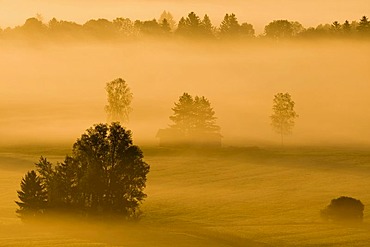 Landscape enshrouded in mist, Bavarian pre-Alps, Upper Bavaria, Bavaria, Germany, Europe