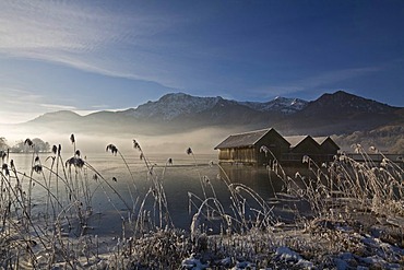 Boathouses, frost-covered reeds on the shore of the Kochelsee (Lake Kochel) enshrouded in mist, Bavarian pre-Alps, Upper Bavaria, Bavaria, Germany, Europe