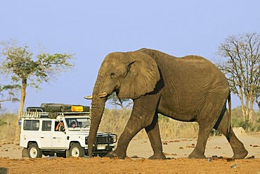 African Bush Elephant (Loxodonta africana) bull in front of an all terrain vehicle with tourists, Savuti, Chobe National Park, Botswana, Africa