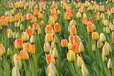 Tulips (Tulipa)