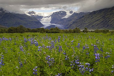 Arctic Lupines in the background the glacier Morsarjokull Skaftafell National Park Iceland