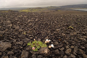 Volcanic area Laka Gigar Iceland