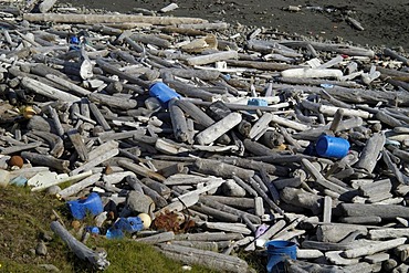Driftwood coming from Siberia Melrakkasletta peninsula Iceland
