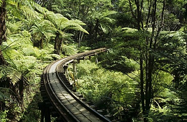 Fern trees and a trestle bridge of the Driving Creek Railway a narrow gauge railway leading through a rainforest Coromandel peninsula New Zealand