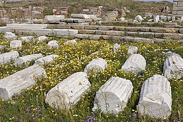 In spring the archaeological site is covered with colorful flowers, Delos, Greece