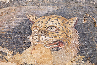 Mosaic showing head of panther in Museum, Delos, Greece