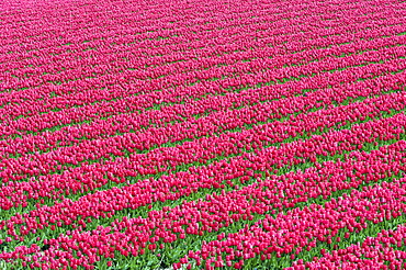 Blossoming tulip field (Tulipa spec.) near Lisse, Netherlands, Europe