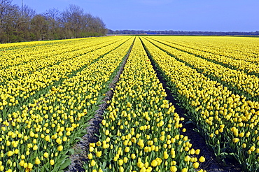 Field of Tulips (Tulipa spec.) near Lisse, Netherlands, Europe