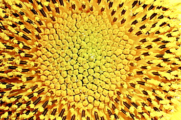 Sunflower (Helianthus annuus), detail