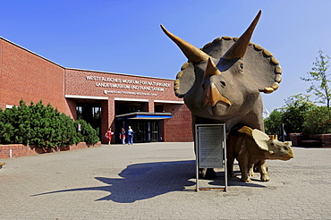 Triceratops dinosaur sculptures in front of the Natural History Museum in Muenster, North Rhine-Westphalia, Germany, Europe