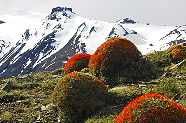 Blossoming Neneo bushes, Torres del Paine National Park, Patagonia, Chile