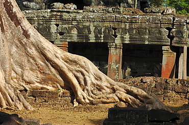 Massive roots growing on the ruins of Banteay Kdei temple, Angkor Wat, Cambodia