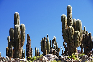 Cacti, Tilcara, Jujuy Province, northern Argentina, South America