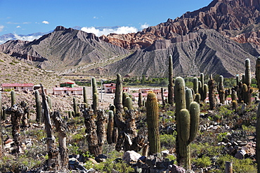 Altiplano, Bolivia, South America