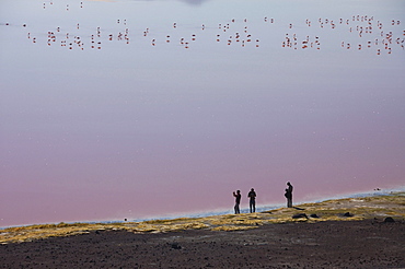 Laguna Colorada, Altiplano, Bolivia, South America