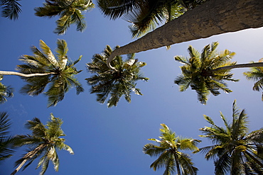 Worm's-eye view of Coconut Palms (Cocos nucifera), Playa Medina Beach, Caribbean, Sucre, Venezuela, South America