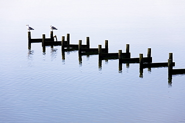 Dismantled jetty, Marinaminde, Flensburger Foerde, Flensburg Fjord, Denmark