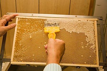 A beekeeper or apiculturist uncapping a honeycomb with an uncapping fork