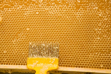 A beekeeper or apiculturist uncapping a honeycomb with an uncapping fork