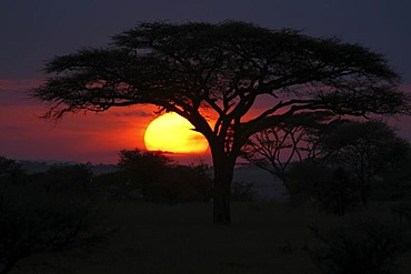 Sunset, Serengeti National Park, Tanzania, Africa