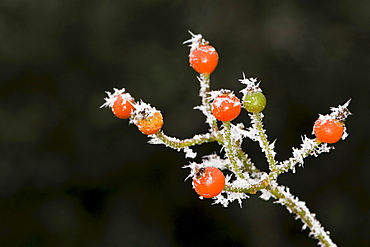 Rose shrub fruit, frost-covered during wintertime