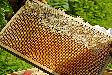 Honeycomb partially sealed with wax