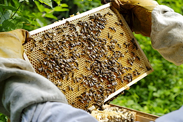 Beekeeper checking honeycomb for honey production