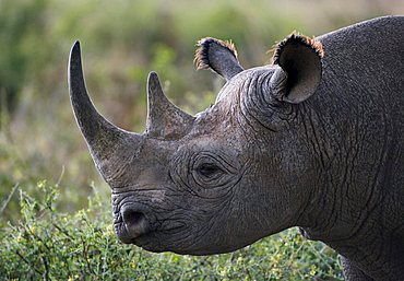 Black Rhinoceros (Diceros bicornis), Masai Mara, Kenya, Africa