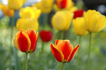 Tulips (Tulipa)