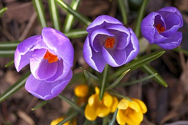 Crocus (Crocus), first sign of spring in a garden, Kaernten, Austria, Europe