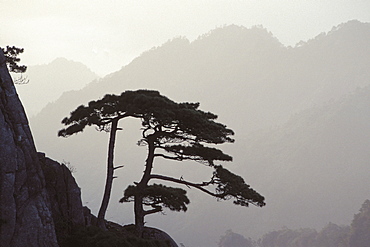 Mountain pine (Pinus mugo), Yellow Mountains, China, Asia