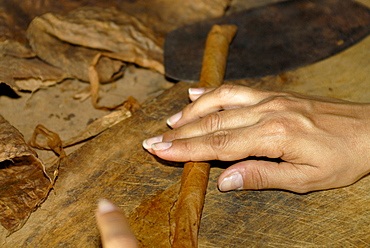 Cigar-rolling, Pinar del Rio, Cuba, Caribbean, Americas