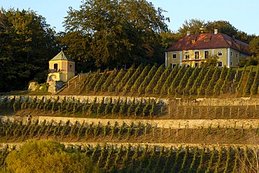 Vineyard mansion river Elbe waterside Dresden Saxony Germany