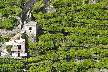 Houses and steep vineyard, Atrani, Amalfi Coast, Campania, South Italy, Europe