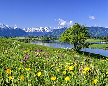 Riegsee Lake, flower meadow in springtime, Wetterstein Range, Murnau, Upper Bavaria, Bavaria, Germany, Europe