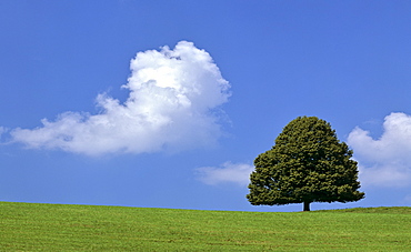 Lime tree (Tilia) on a summer meadow, cumulus cloud