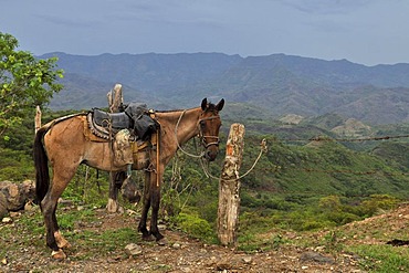 Horse, mountainous region, Esteli, Nicaragua, Central America